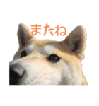 柴犬もも part3（個別スタンプ：14）