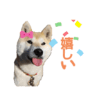 柴犬もも part3（個別スタンプ：15）