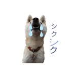 柴犬もも part3（個別スタンプ：16）