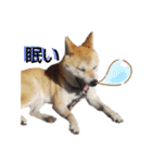 柴犬もも part3（個別スタンプ：17）