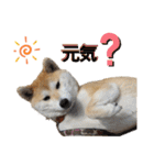 柴犬もも part3（個別スタンプ：19）