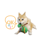 柴犬もも part3（個別スタンプ：20）