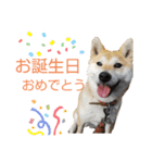 柴犬もも part3（個別スタンプ：22）