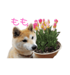 柴犬もも part3（個別スタンプ：23）