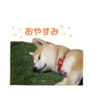 柴犬もも part3（個別スタンプ：24）