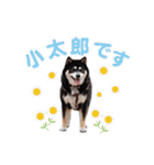 横内小太郎（個別スタンプ：11）