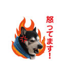 横内小太郎（個別スタンプ：12）