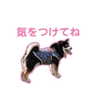 横内小太郎（個別スタンプ：14）