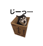 横内小太郎（個別スタンプ：16）