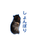 横内小太郎（個別スタンプ：17）