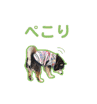 横内小太郎（個別スタンプ：19）