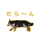 横内小太郎（個別スタンプ：22）