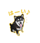 横内小太郎（個別スタンプ：24）