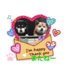 わんにゃん仲良し日常スタンプ（個別スタンプ：5）