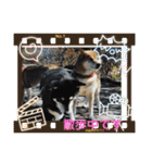 わんにゃん仲良し日常スタンプ（個別スタンプ：10）
