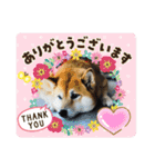 わんにゃん仲良し日常スタンプ（個別スタンプ：11）