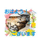 わんにゃん仲良し日常スタンプ（個別スタンプ：13）