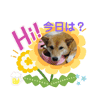 わんにゃん仲良し日常スタンプ（個別スタンプ：15）