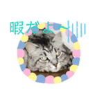わんにゃん仲良し日常スタンプ（個別スタンプ：19）
