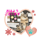わんにゃん仲良し日常スタンプ（個別スタンプ：21）