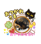 わんにゃん仲良し日常スタンプ（個別スタンプ：24）