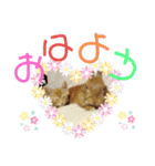 ベルちゃんとおにぃ（個別スタンプ：1）