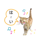 ベルちゃんとおにぃ（個別スタンプ：15）