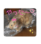 ベルちゃんとおにぃ（個別スタンプ：16）