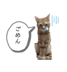 ベルちゃんとおにぃ（個別スタンプ：20）