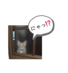 ベルちゃんとおにぃ（個別スタンプ：21）