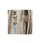 ベルちゃんとおにぃ（個別スタンプ：35）