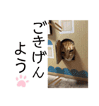 ベルちゃんとおにぃ（個別スタンプ：39）