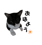 ガラスタ（個別スタンプ：1）