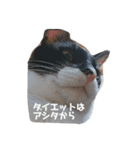 ガラスタ（個別スタンプ：16）