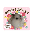 ふわ もふ にゃん（個別スタンプ：1）