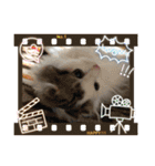 ふわ もふ にゃん（個別スタンプ：5）