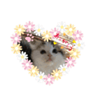ふわ もふ にゃん（個別スタンプ：8）