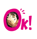 ふわ もふ にゃん（個別スタンプ：12）