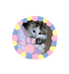 ふわ もふ にゃん（個別スタンプ：29）