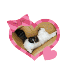 ふわ もふ にゃん（個別スタンプ：34）