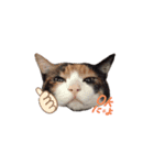 我が家の猫クー＆ビビ（個別スタンプ：1）