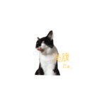 我が家の猫クー＆ビビ（個別スタンプ：3）