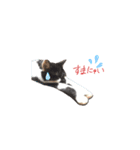 我が家の猫クー＆ビビ（個別スタンプ：5）