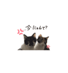 我が家の猫クー＆ビビ（個別スタンプ：6）
