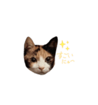 我が家の猫クー＆ビビ（個別スタンプ：7）