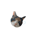 我が家の猫クー＆ビビ（個別スタンプ：8）