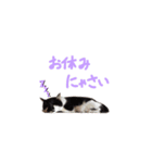 我が家の猫クー＆ビビ（個別スタンプ：9）
