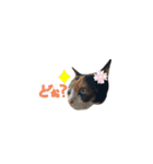 我が家の猫クー＆ビビ（個別スタンプ：11）
