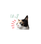 我が家の猫クー＆ビビ（個別スタンプ：12）