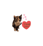 我が家の猫クー＆ビビ（個別スタンプ：13）